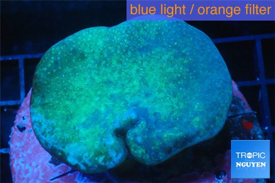 Sarcophyton long polyps 5-8 cm WYSIWYG acclimaté