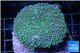 Sarcophyton long polyps 5-8 cm WYSIWYG acclimaté