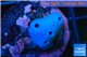 Blue sponge 1-2 cm WYSIWYG acclimaté