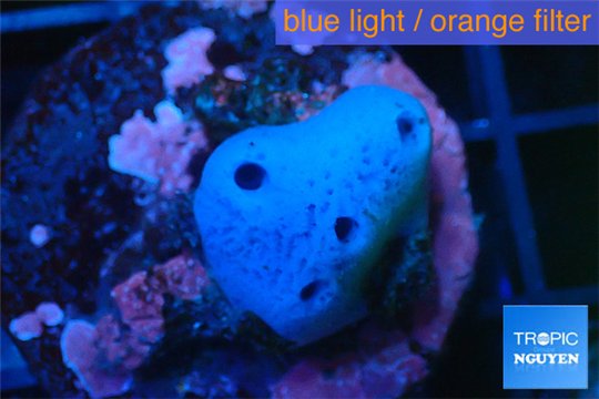 Blue sponge 1-2 cm WYSIWYG acclimaté
