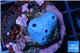 Blue sponge 1-2 cm WYSIWYG acclimaté