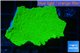 Montipora capricornis green 2-4 cm WYSIWYG acclimaté
