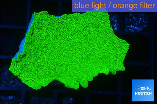 Montipora capricornis green 2-4 cm WYSIWYG acclimaté