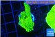 Montipora green & purple polyps 3-4 cm WYSIWYG acclimaté