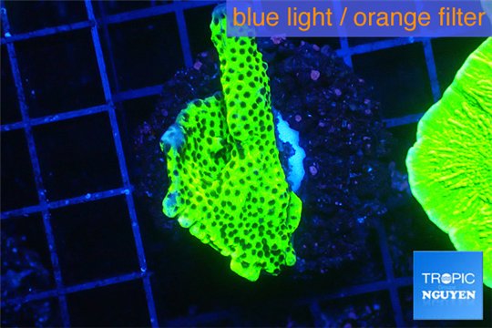 Montipora green & purple polyps 3-4 cm WYSIWYG acclimaté
