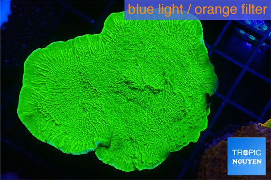 Montipora capricornis green 3-4 cm WYSIWYG acclimaté