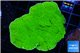 Montipora capricornis green 3-4 cm WYSIWYG acclimaté
