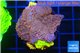 Montipora kung pao combo 3-4 cm WYSIWYG acclimaté