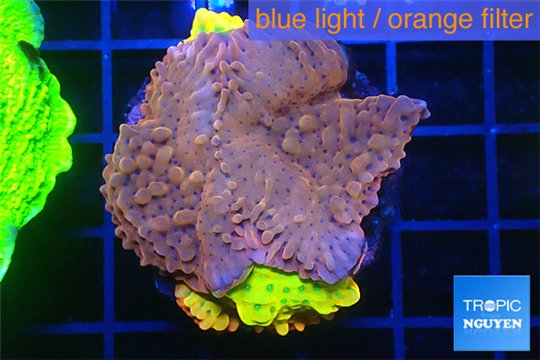 Montipora kung pao combo 3-4 cm WYSIWYG acclimaté