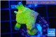 Montipora red fire forest 3-4 cm WYSIWYG acclimaté