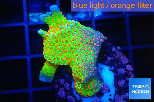 Montipora red fire forest 3-4 cm WYSIWYG acclimaté