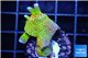 Montipora red fire forest 3-4 cm WYSIWYG acclimaté