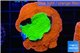 Montipora capricornis combo red green 4-5 cm WYSIWYG acclimaté