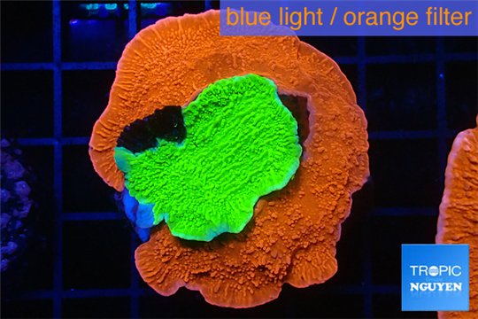 Montipora capricornis combo red green 4-5 cm WYSIWYG acclimaté