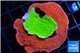 Montipora capricornis combo red green 4-5 cm WYSIWYG acclimaté