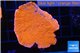 Montipora capricornis red 3-5 cm WYSIWYG acclimaté