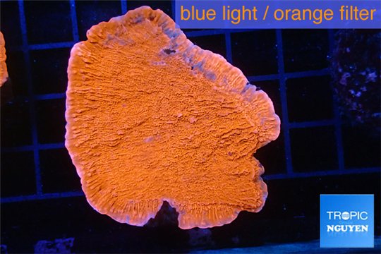 Montipora capricornis red 3-5 cm WYSIWYG acclimaté