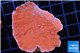 Montipora capricornis red 3-5 cm WYSIWYG acclimaté