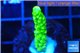 Acropora full neon green 2-3 cm WYSIWYG acclimaté
