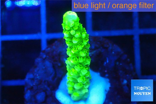 Acropora full neon green 2-3 cm WYSIWYG acclimaté