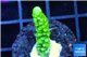 Acropora full neon green 2-3 cm WYSIWYG acclimaté