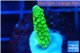 Acropora full neon green 2-3 cm WYSIWYG acclimaté