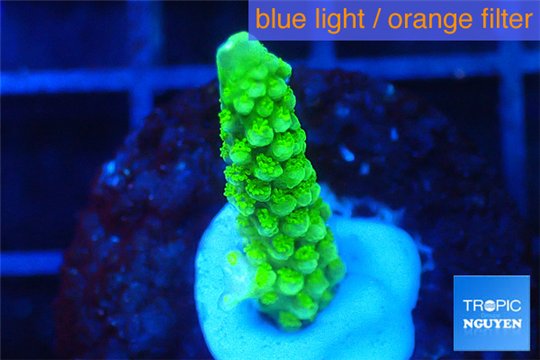 Acropora full neon green 2-3 cm WYSIWYG acclimaté