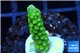 Acropora full neon green 2-3 cm WYSIWYG acclimaté