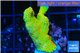 Montipora red fire forest 2-4 cm WYSIWYG acclimaté