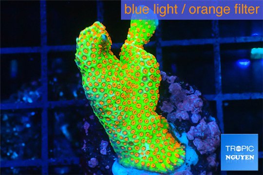 Montipora red fire forest 2-4 cm WYSIWYG acclimaté