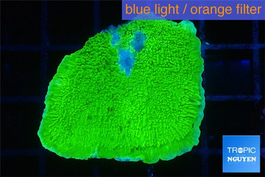 Montipora capricornis green 2-4 cm WYSIWYG acclimaté