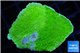 Montipora capricornis green 2-4 cm WYSIWYG acclimaté