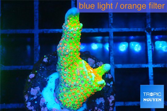 Montipora red fire forest 2-3 cm WYSIWYG acclimaté