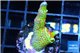 Montipora red fire forest 2-3 cm WYSIWYG acclimaté