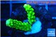 Acropora full neon green 2-3 cm WYSIWYG acclimaté