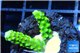 Acropora full neon green 2-3 cm WYSIWYG acclimaté