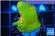 Montipora red fire forest 2-4 cm WYSIWYG acclimaté