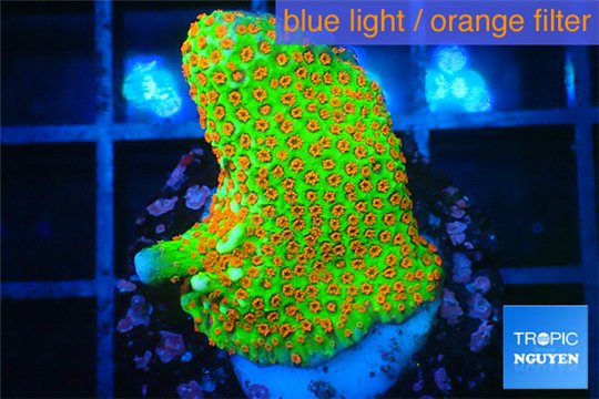 Montipora red fire forest 2-4 cm WYSIWYG acclimaté