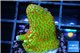 Montipora red fire forest 2-4 cm WYSIWYG acclimaté