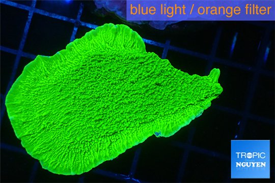 Montipora capricornis green 2-4 cm WYSIWYG acclimaté
