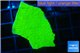 Montipora capricornis green 2-4 cm WYSIWYG acclimaté