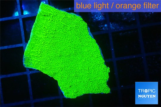 Montipora capricornis green 2-4 cm WYSIWYG acclimaté
