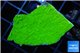 Montipora capricornis green 2-4 cm WYSIWYG acclimaté