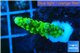 Acropora full neon green 2-3 cm WYSIWYG acclimaté