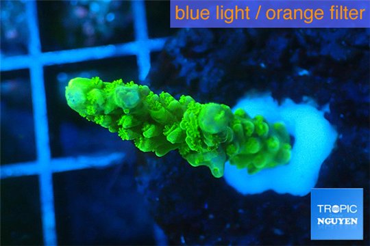 Acropora full neon green 2-3 cm WYSIWYG acclimaté