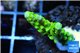 Acropora full neon green 2-3 cm WYSIWYG acclimaté
