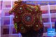 Zoanthus red magician 3-5 cm WYSIWYG acclimaté