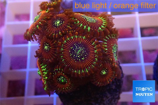 Zoanthus red magician 3-5 cm WYSIWYG acclimaté