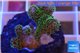 Pocillopora damicornis green & pink tip 2-4 cm WYSIWYG acclimaté