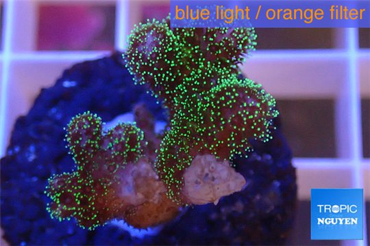 Pocillopora damicornis green & pink tip 2-4 cm WYSIWYG acclimaté